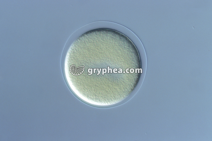 Oursin - Cellule-oeuf d'Oursin x100 - gryphea.com